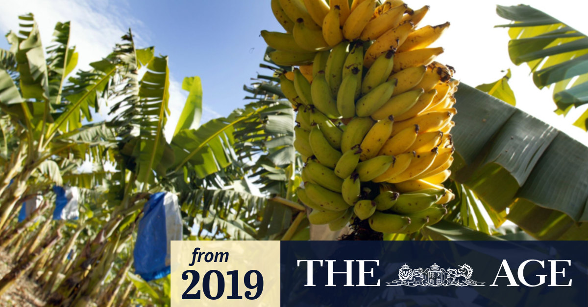 The simple method to turn banana waste into biodegradable plastic
